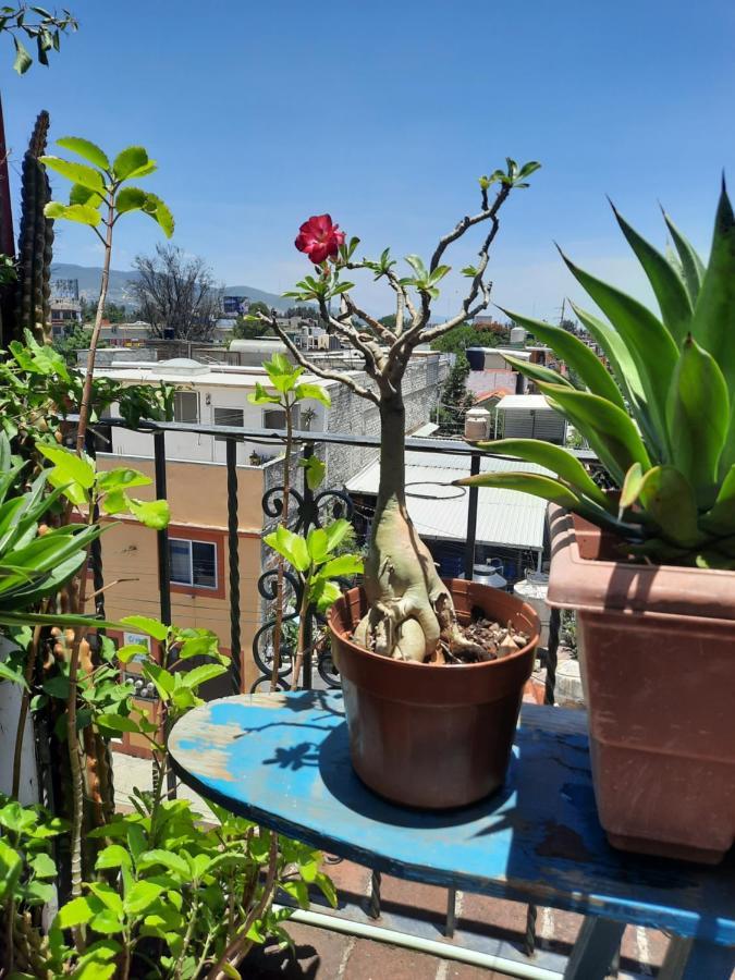 La Terraza Del Pochote Oaxaca Dış mekan fotoğraf