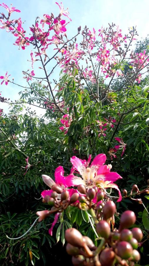 La Terraza Del Pochote Oaxaca Dış mekan fotoğraf